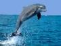 dolphine