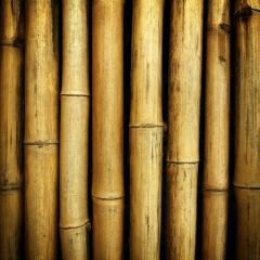 Bambus.0006