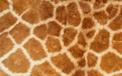 AnimalSkins.0004