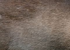 AnimalSkins.0003