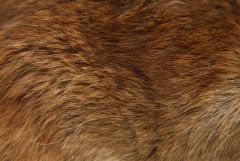 AnimalSkins