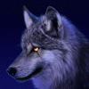 wolf5902