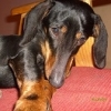 ddog